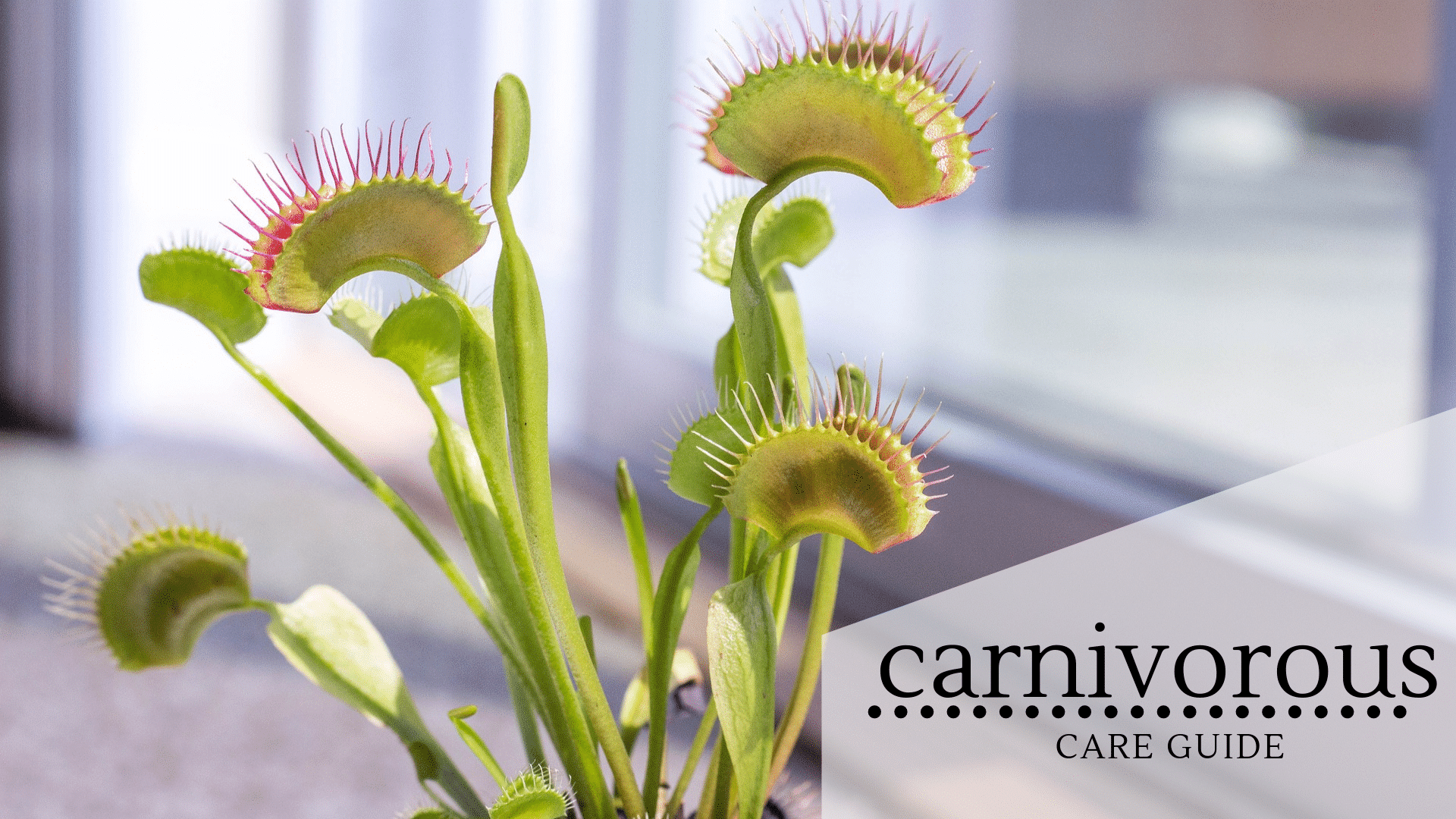 Carnivorous Plant Projects