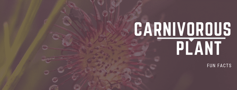 Carnivorous Plant Fun Facts