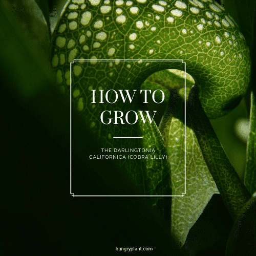 How to Grow a Cobra Lily (Darlingtonia Californica)