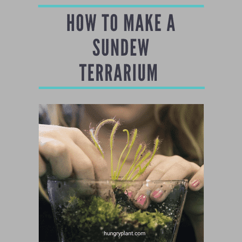 How to Make a Sundew Terrarium