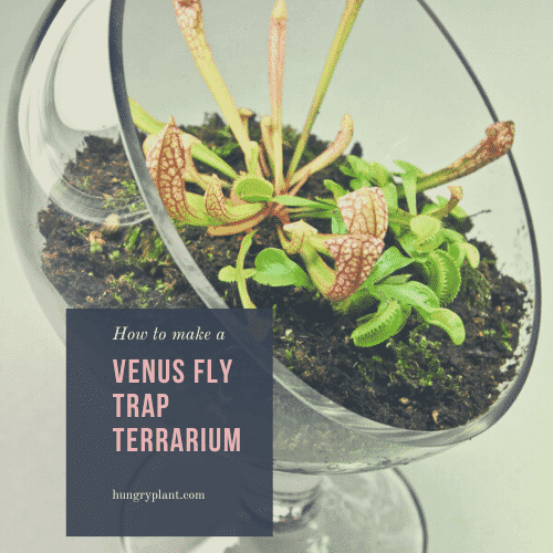 How to Make a Venus Flytrap Terrarium