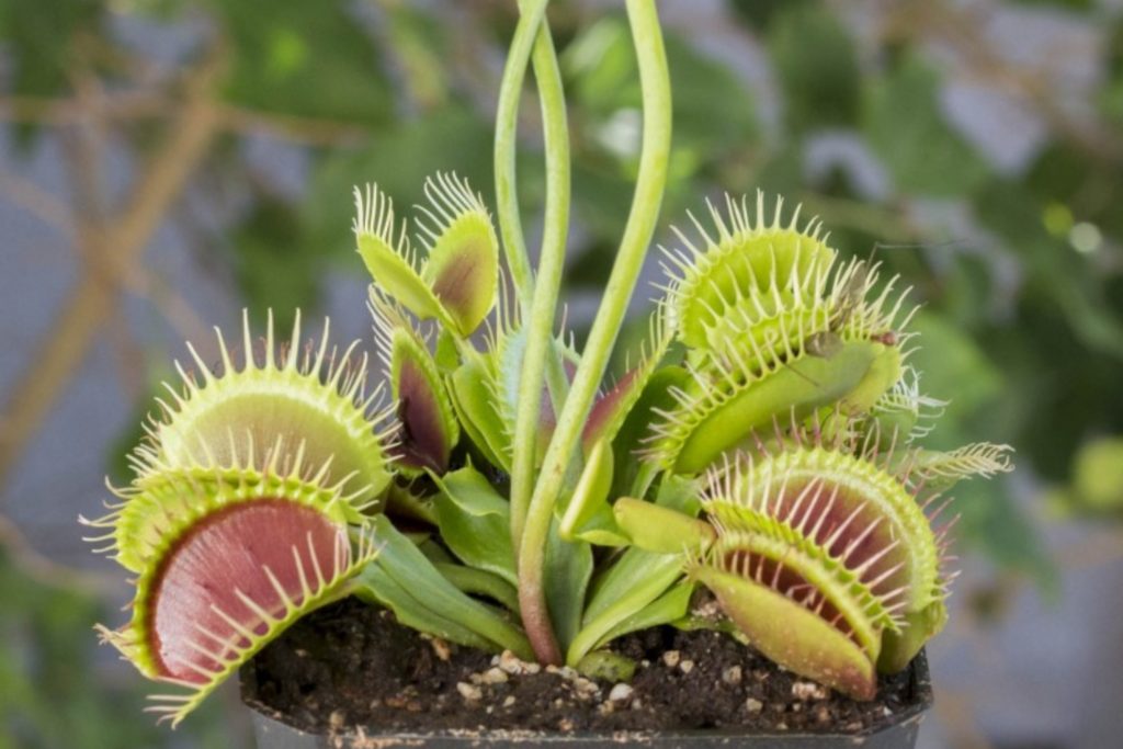 Should You Let the Venus Flytrap Flower  hungryplant com