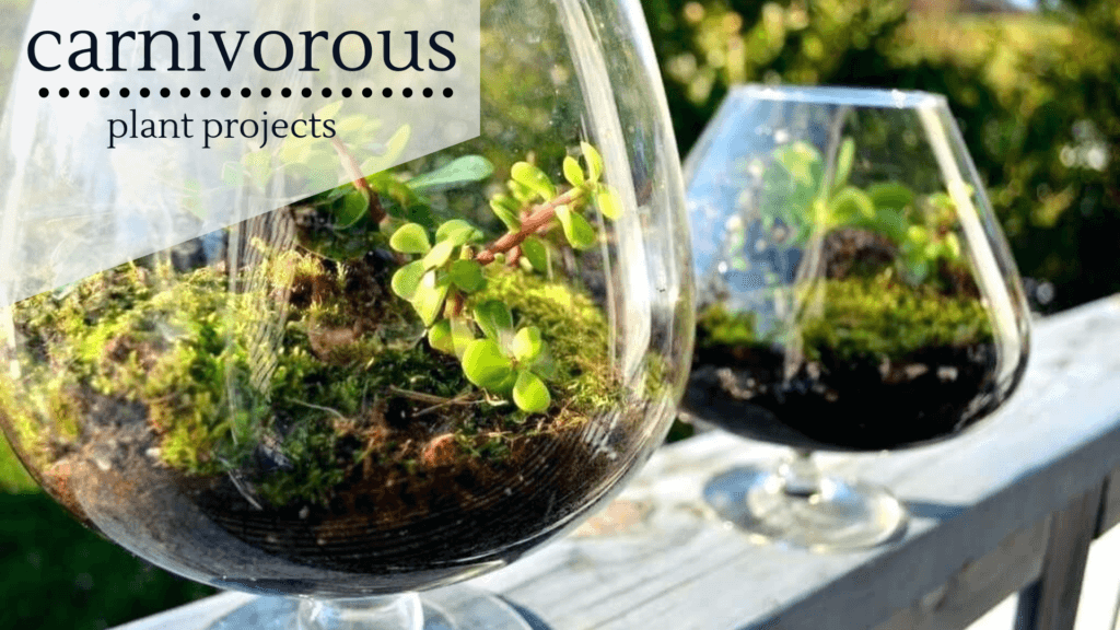 Carnivorous-Plant-Projects