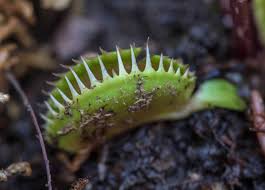 Venus-Flytrap-Soil grow and care for venus flytraps