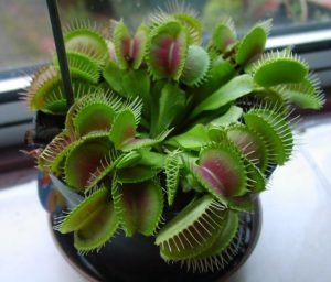 grow and care for venus flytraps Flytrap-Plant