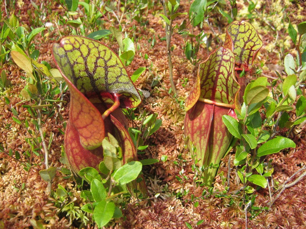 How to Make a Carnivorous Plant Bog Garden at Home ...