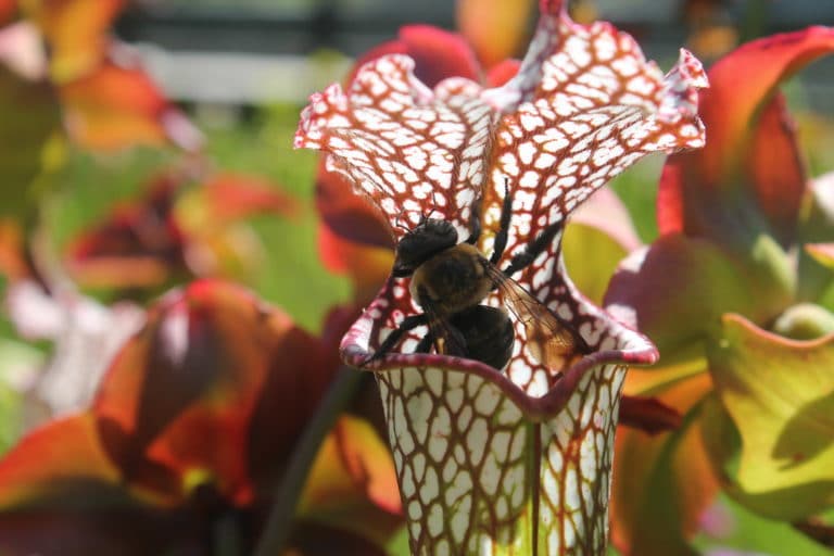 are-carnivorous-plants-edible-for-humans-hungryplant