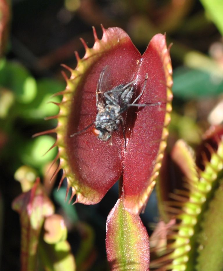 Venus Flytrap Eating An Insect