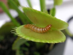 How to Grow and Care and Venus Flytraps - hungryplant.com