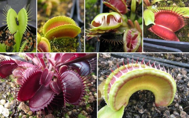 Venus Flytrap Plant: The 5 Coolest Variety/Cultivars​