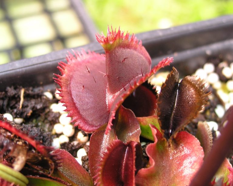 Dionaea muscipula 'Bohemian Garnet.' - Venus Flytrap Plant