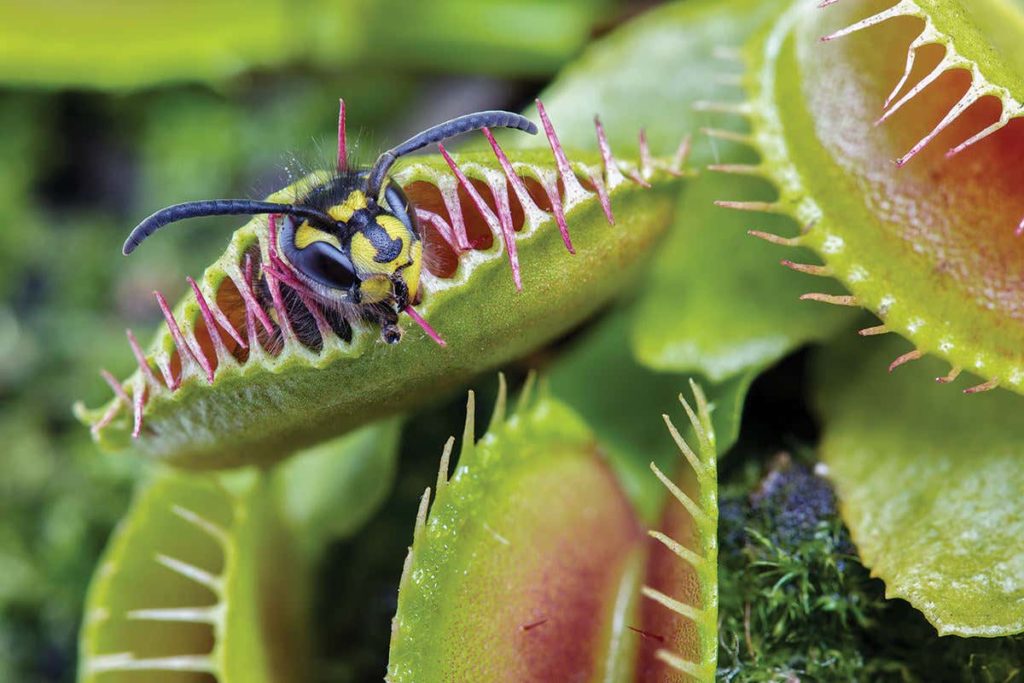 how-many-times-can-a-venus-flytrap-close-hungryplant