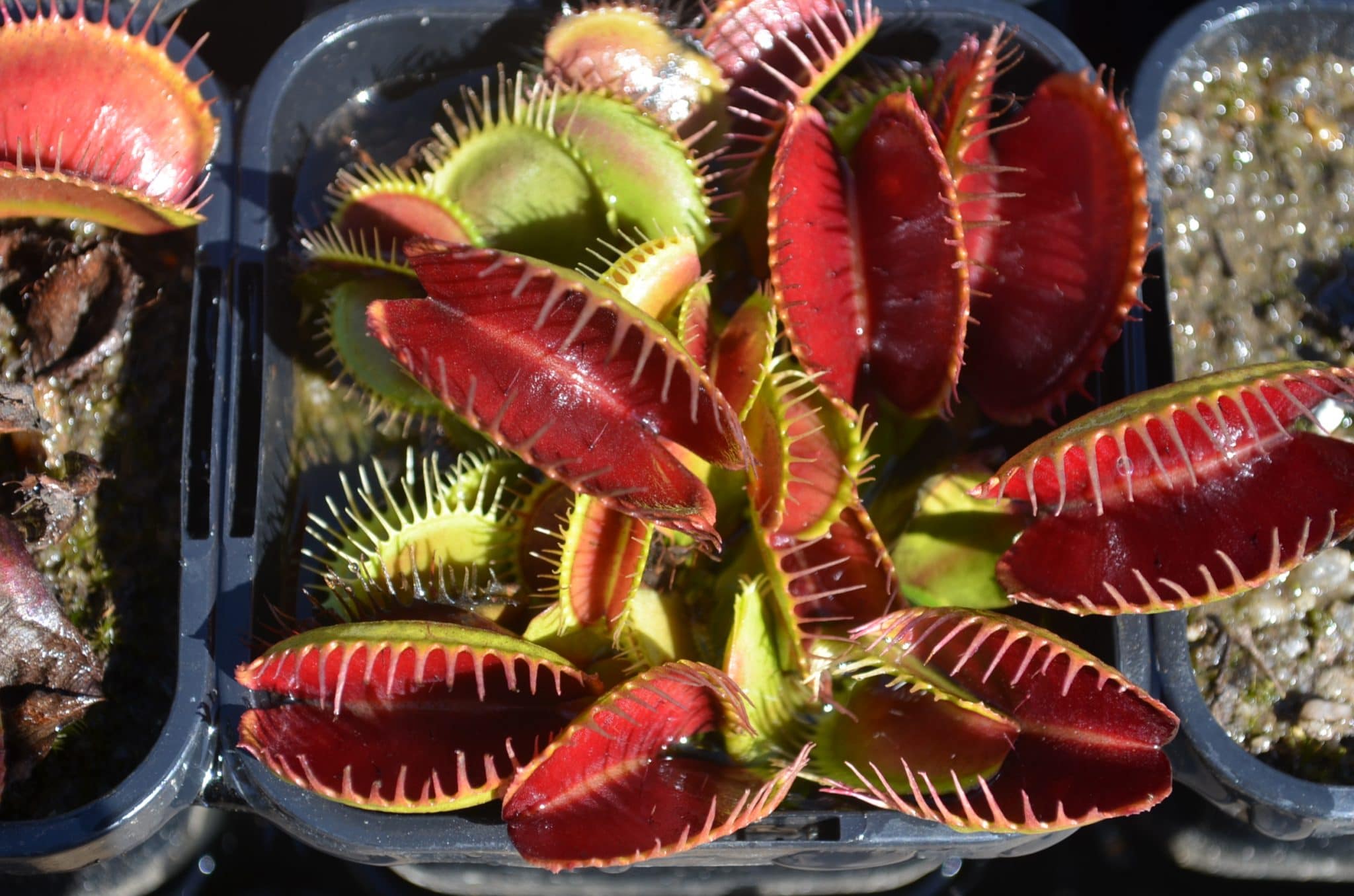 Venus Flytrap Plant: 5 Coolest Varieties & Cultivars - hungryplant.com