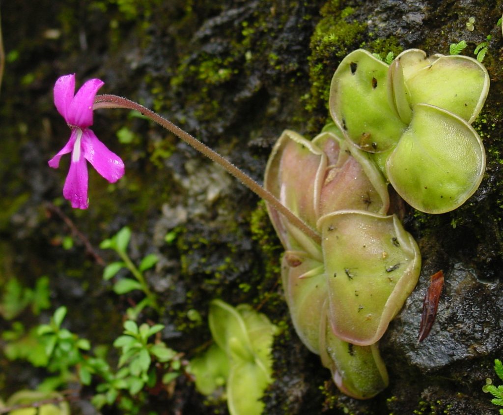 Most Popular Carnivorous Plants Found In Europe