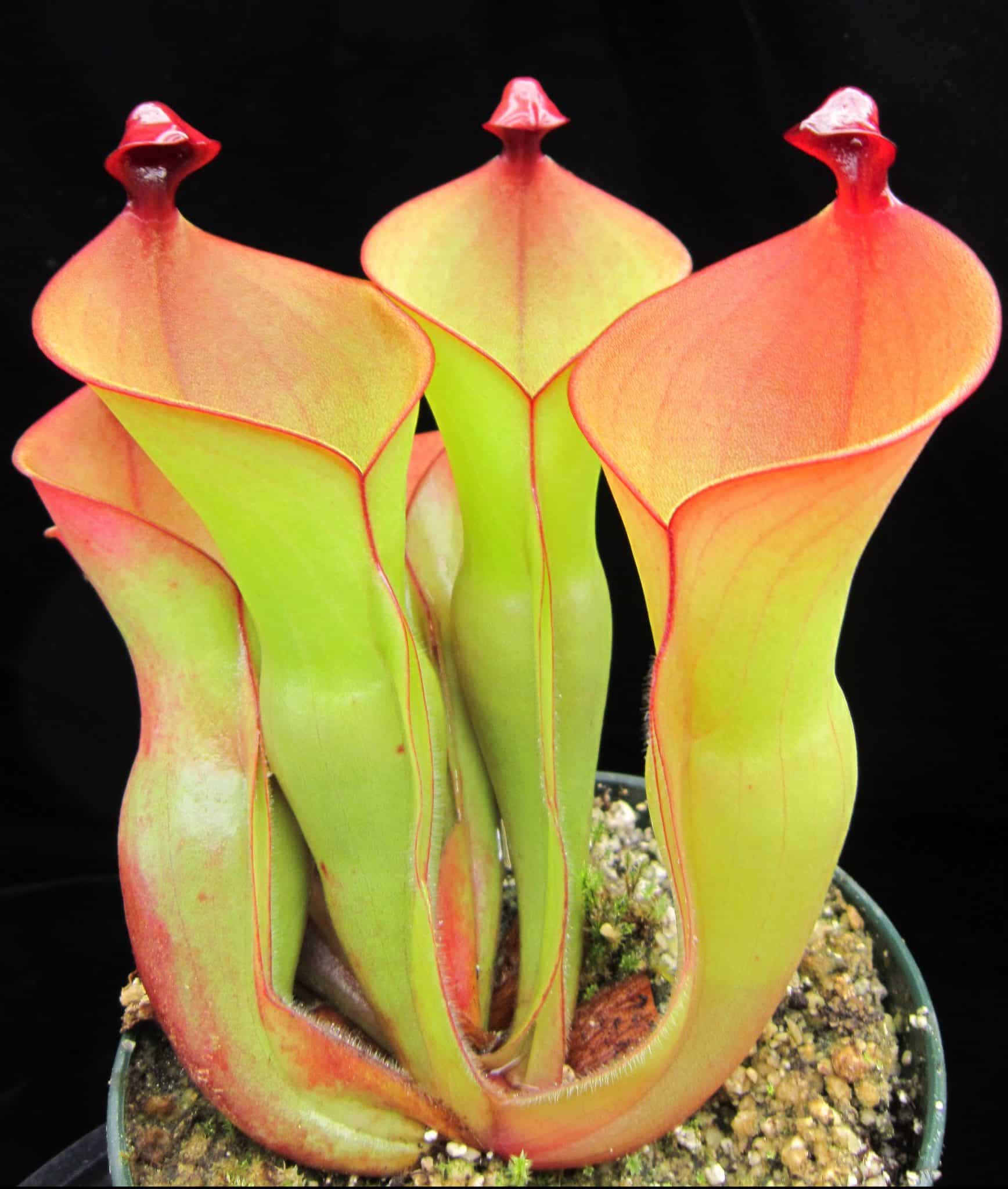 strange-facts-about-the-pitcher-plants-hungryplant