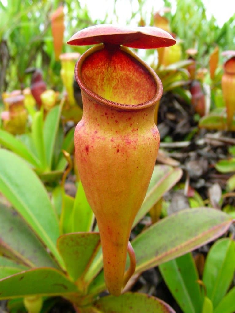 Carnivorous Plants Found In Africa. | Hungry Plant