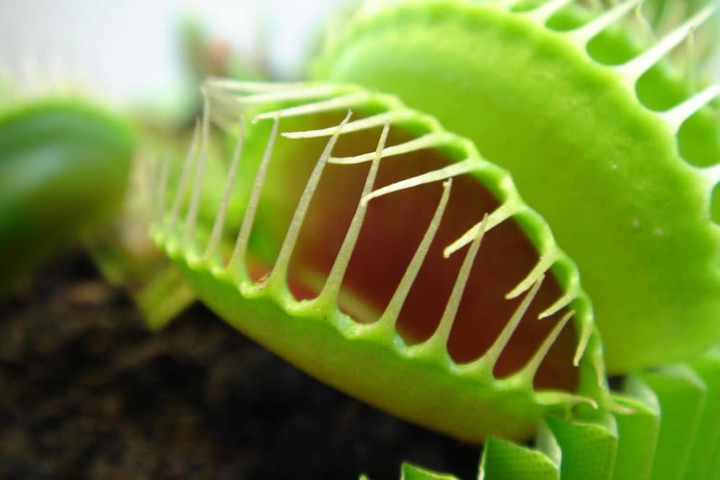 how-many-times-can-a-venus-flytrap-close-hungryplant