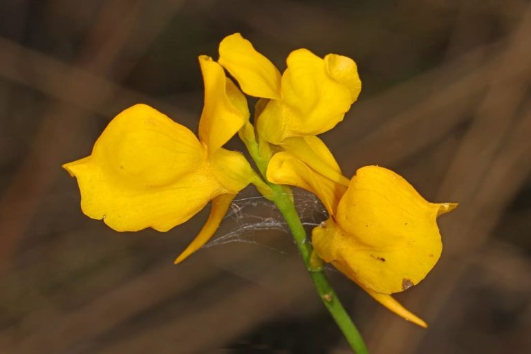 Bladderwort opens wide