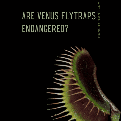 Are Venus Flytraps Endangered