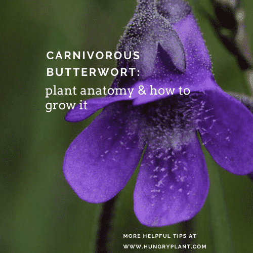 Carnivorous Butterwort: Plant Anatomy and How to Grow It