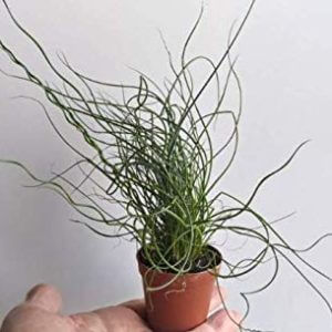 Most Popular Carnivorous Plants In South America | Hungry Plant