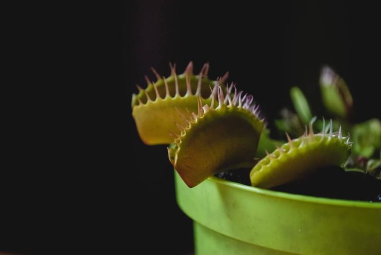 Dionaea Venus Flytrap Indoor House Plant Seed - 10 Seeds - Plants