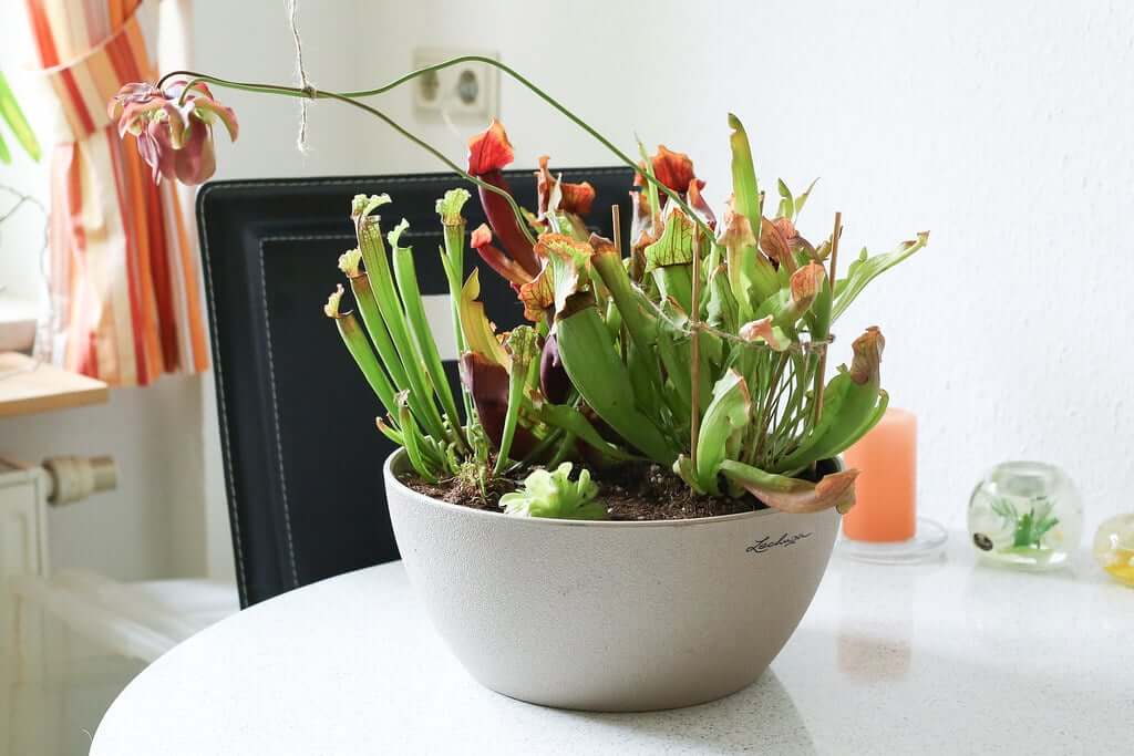 Which Carnivorous Plants are Safe to Grow at Home | Hungry Plant