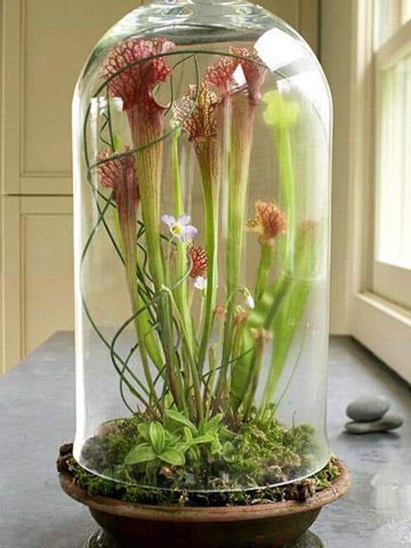 How to Make a Pitcher Plant Terrarium