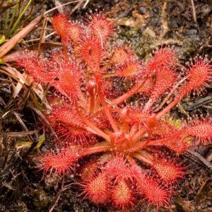 Popular Carnivorous Plants Found In South America