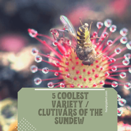 Sundew Plant: 5 Coolest Variety/Cultivars
