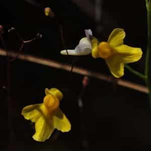 Utricularia viscosa