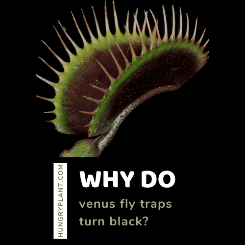 Why Does Venus Flytrap Plant Turn Black