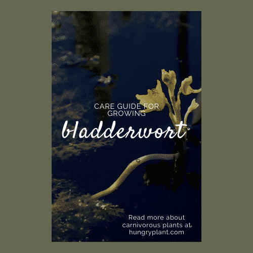 Bladderwort Care Tips: Everything You Should Know