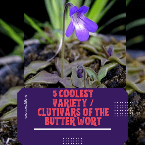 Butterwort Plant: 5 Coolest Variety/Cultivars