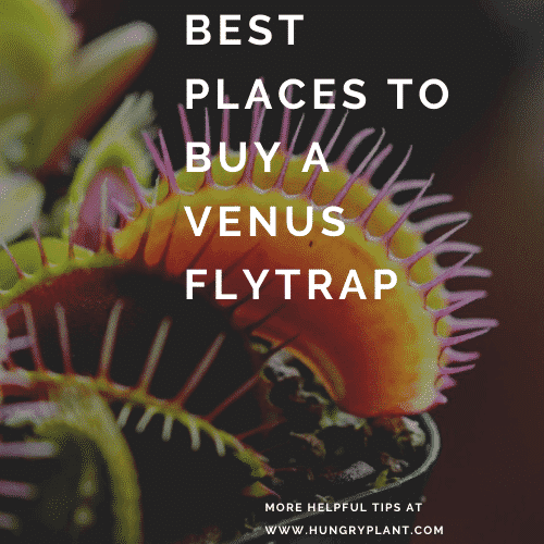 Best Places to buy a venus flytrap
