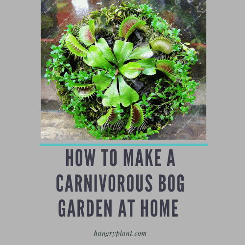 How to Make a Carnivorous Plant Bog Garden at Home