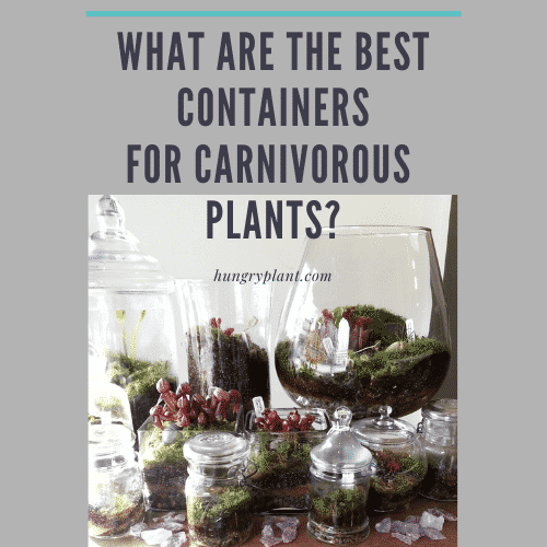 What Are the Best Pots to Grow Carnivorous Plants
