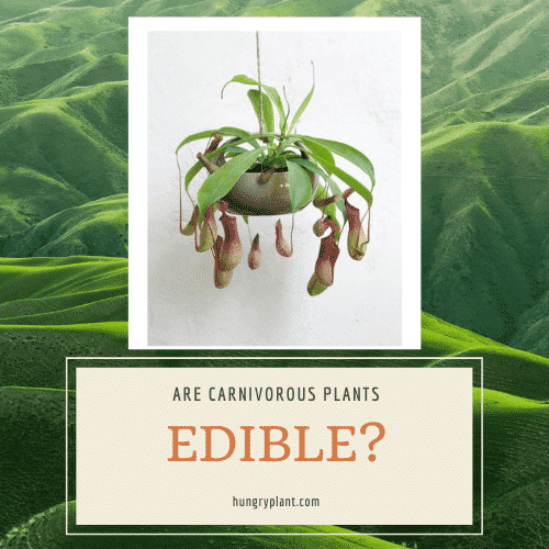 Are Carnivorous Plants Edible for humans