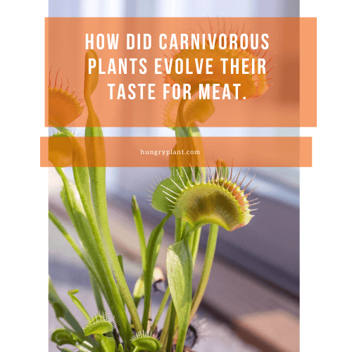 How Did All Carnivorous Plants Evolve Their Taste For Meat