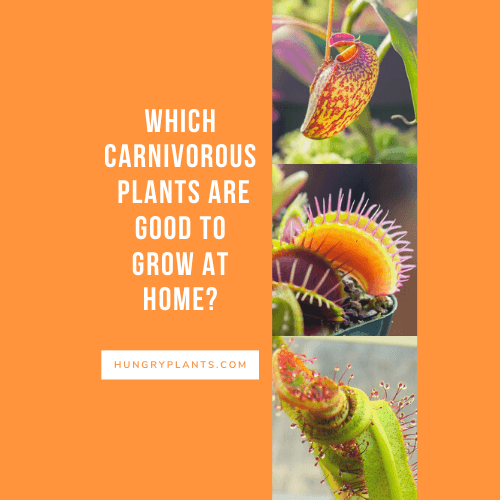 Which Carnivorous Plants are Safe to Grow at Home Without a Dormancy