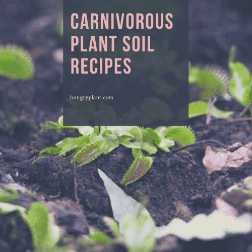 Carnivorous Plant Soil Recipes
