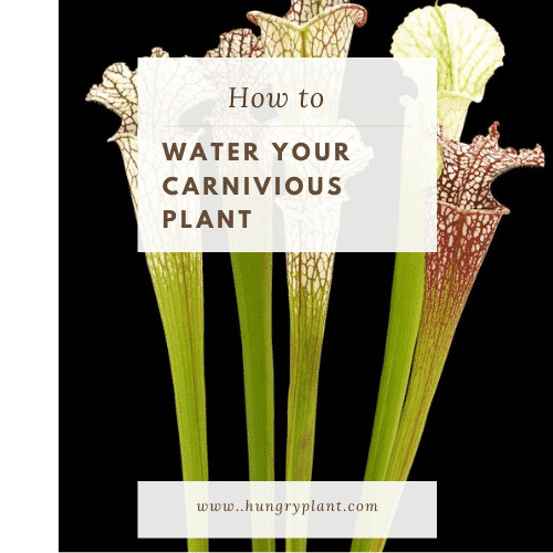 What Kind of Water Should You Use for Carnivorous Plants