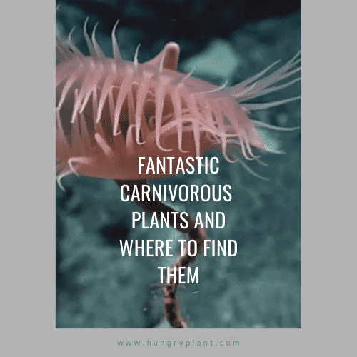 Fantastic Carnivorous Plants and Where to Find Them