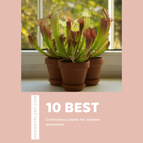 10 Best Carnivorous Plants for a Window Sill Placement