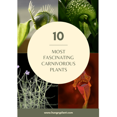 The 10 Most Fascinating Carnivorous Plants