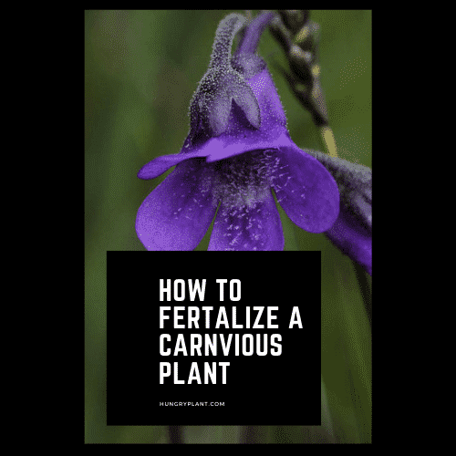 How to Fertilize Carnivorous Plants