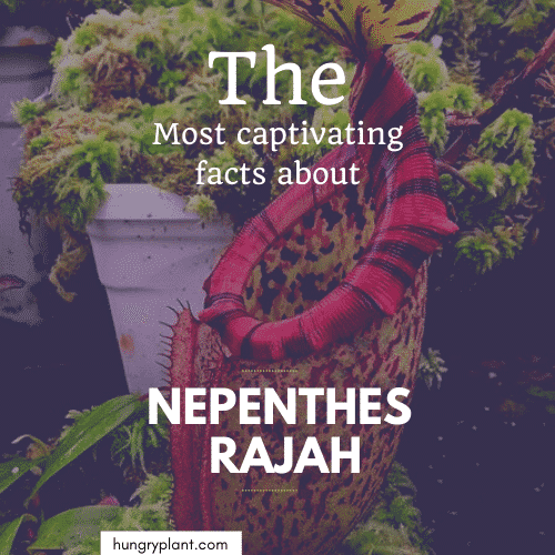 Captivating Facts About Nepenthes Rajah, The Biggest Carnivorous Plant