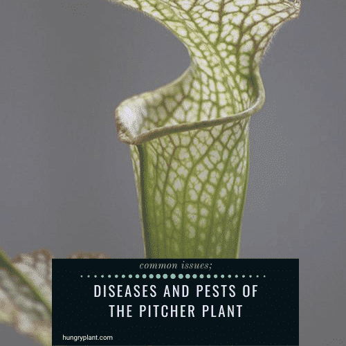 Pitcher Plant Diseases And Pests (Common Issues)