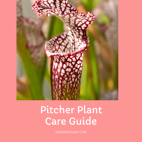 How to Take Care of a Pitcher Plant