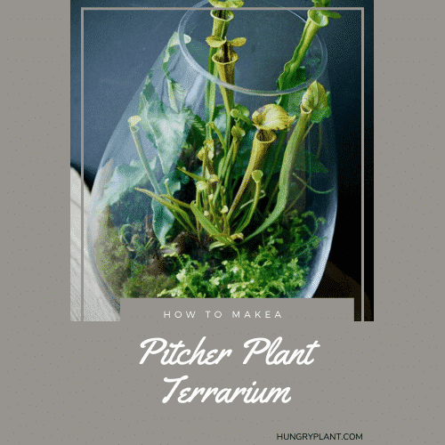 How to Make a Pitcher Plant Terrarium